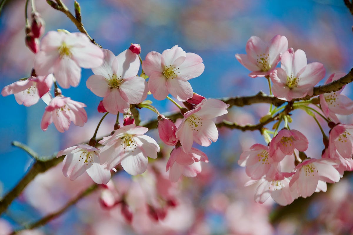 桜の季節テンプレートイメージ